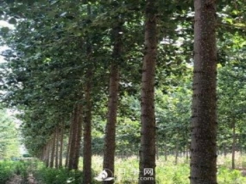 河南周口：培育出不飞絮的杨树新品种