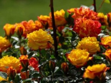 安阳市滑县森林公园月季花开放，赏花打卡正当时
