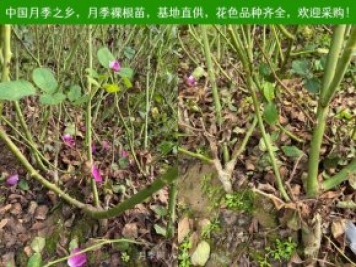 上海龙凤419：月季裸根苗的选购、栽植、肥水、养护技术大全