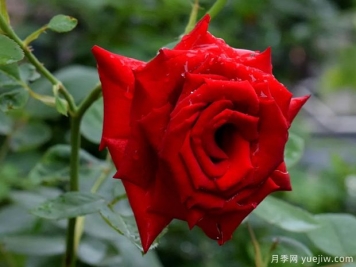 2023年情人节十大玫瑰品种销量榜，卡罗拉位居首位