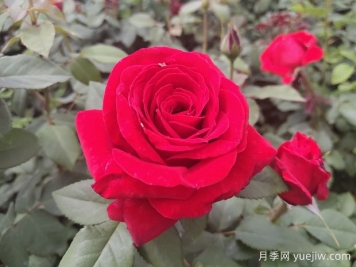 原产中国的玫瑰花(月季花)，是如何成为美国国花的？