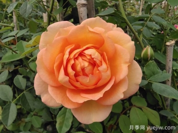 中国月季：欧洲玫瑰花的祖宗，为世界园艺做出了巨大贡献