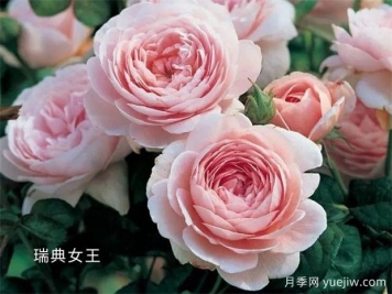 100种月季玫瑰品种图鉴大全，你认识有没有超过10个？