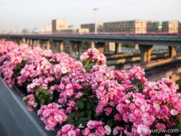 杭州高架月季实现定期开花，是如何进行花期调控的？