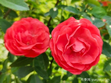 种上木香蔷薇花蛮强爆花，红橙白黄木香你喜欢哪个？