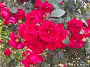 6款红色系的藤本月季品种，适合打造网红花墙