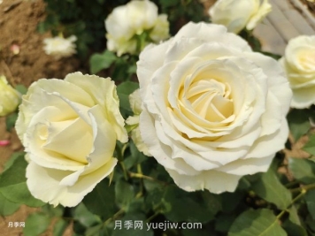 十一朵白玫瑰的花语和寓意