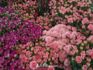 中国6大花市，全国花卉批发市场介绍
