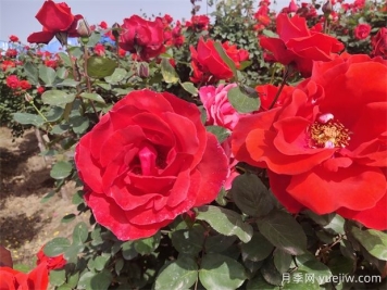 月季、玫瑰、蔷薇分别是什么？如何区别？