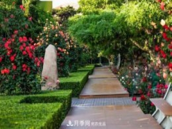 秦皇岛适合养月季花，市花和市树是什么